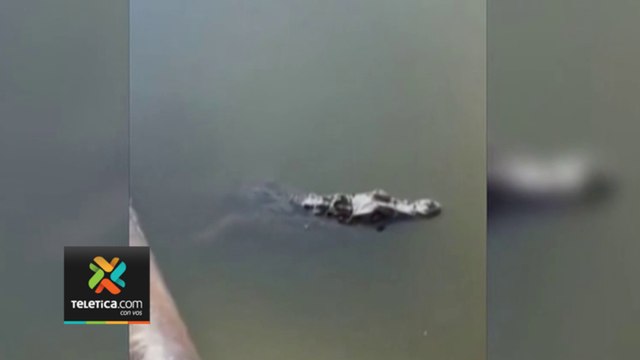 tn7-capturan-caiman-en-finca-de-españa-150623