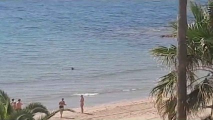 Desalojan una playa de Alicante por la presencia de un tiburón en el agua.
