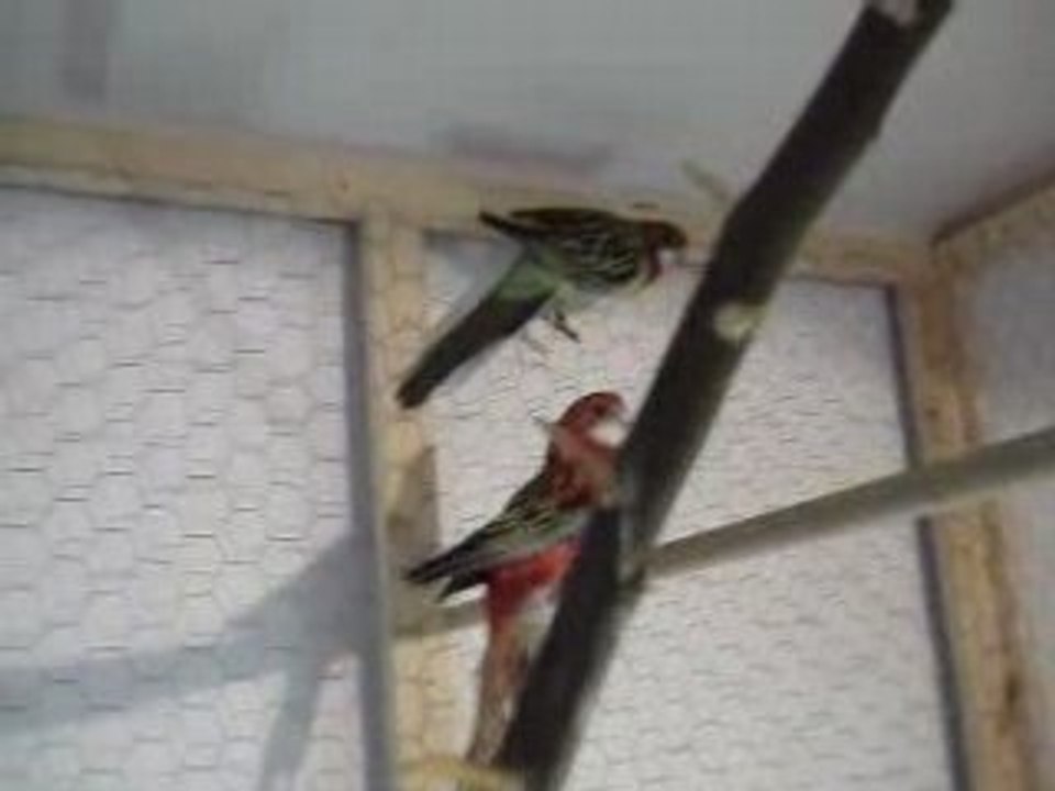 MOV00518