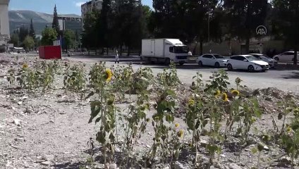Depremde yıkılan kuruyemişçinin enkazında ayçiçekleri yeşerdi