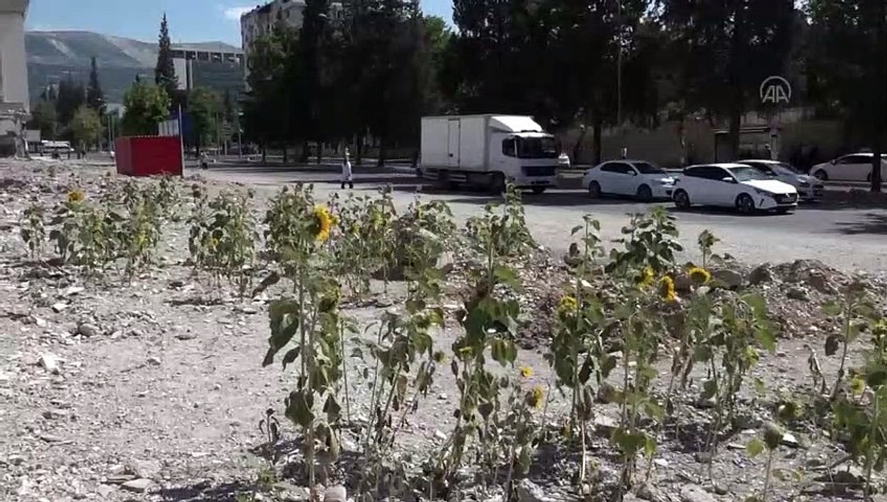 Depremde yıkılan kuruyemişçinin enkazında ayçiçekleri yeşerdi
