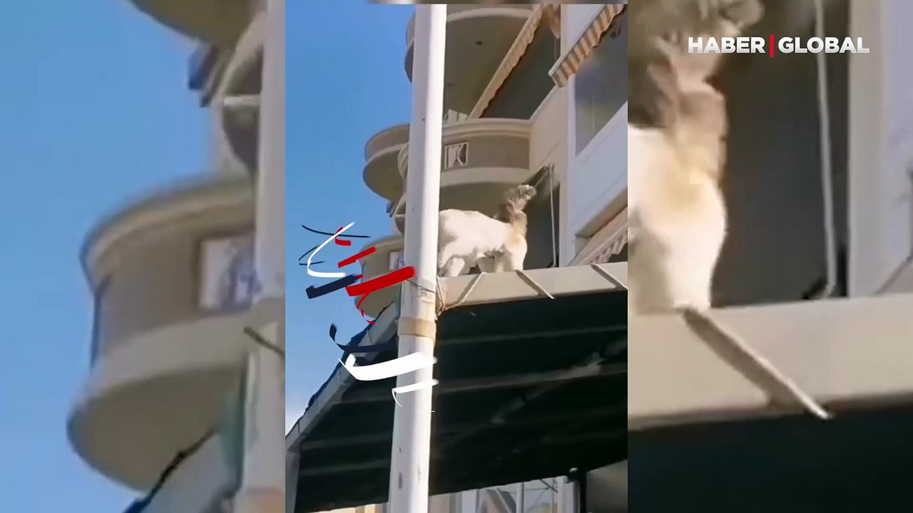 Aşağı atlamak istemeyen kedinin bulduğu yöntem kahkahaya boğdu