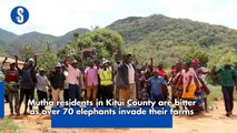 Mutha residents in Kitui county are bitter as over 70 elephants invade their farms