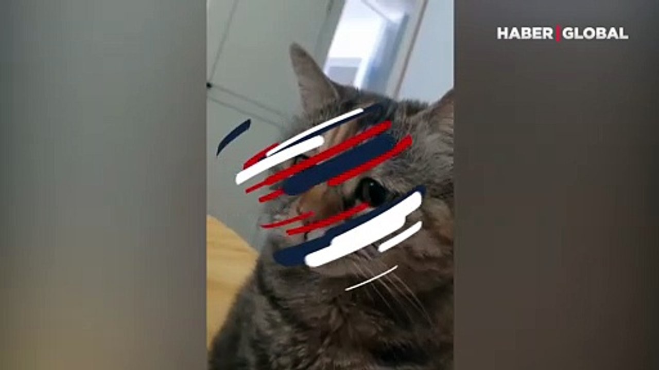 Üzülen kedinin görüntüleri izleyenleri duygulandırdı