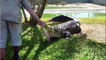 Crocodiles & Alligators, quelles sont leurs différences HDA n°1