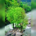 Mansehra Natural Beauty River KPK Pakistan