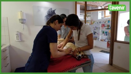 Journée de dons de sangs pour les chiens et les chats