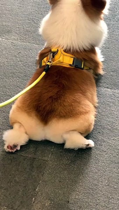 Dog's cute 