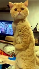 cat Cutest thing you'll see today