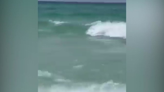 Un oso negro aparece en mitad de una playa repleta de bañistas