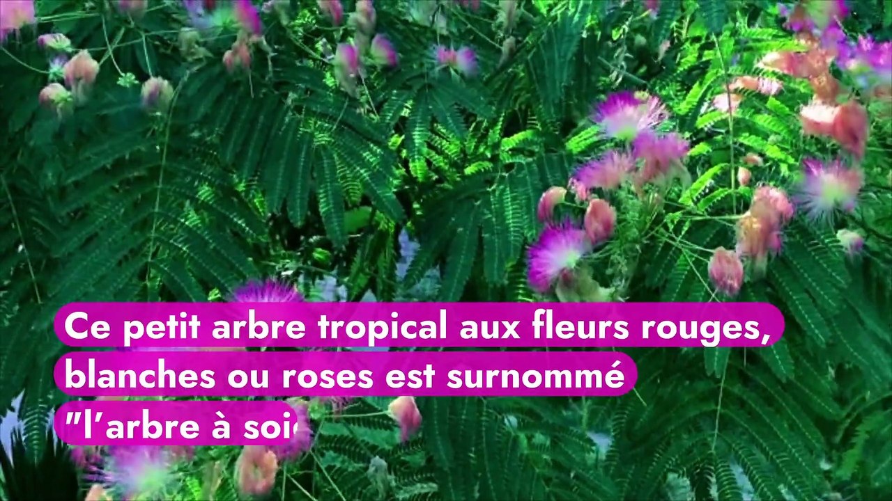Les 10 plus beaux arbres fleuris du monde