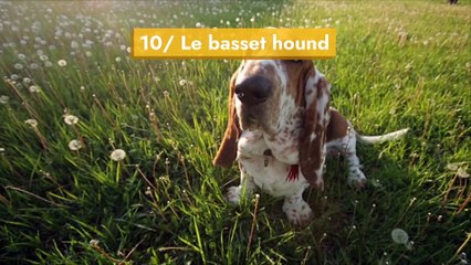 10 races de chiens qui s’entendent bien avec les chats