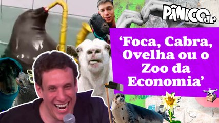 FOCA NA ECONOMIA: GRAU DE INVESTIMENTO NO BRASIL MELHOROU GRAÇAS A QUEM? $AMY DANA ANALISA