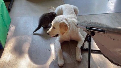 Dog Ava joue avec des ratons laveurs