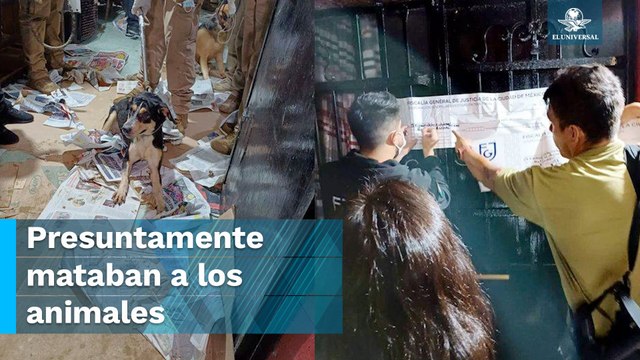 Rescatan a 60 perritos tras cateo; hay 3 detenidos señalados de maltrato animal