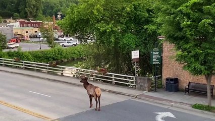 Wapiti marchant dans le centre-ville de Bryson City au coucher du soleil