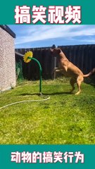 Dogs Being Scared by Funny Things  - Funniest Animals 2023 | Pets Island