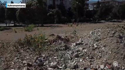 Depremde yıkılan kuruyemişçinin enkazında ayçiçekleri yeşerdi