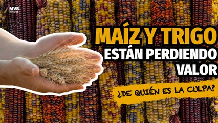 Precio del maíz y trigo confronta a agricultores con el gobierno de Sinaloa