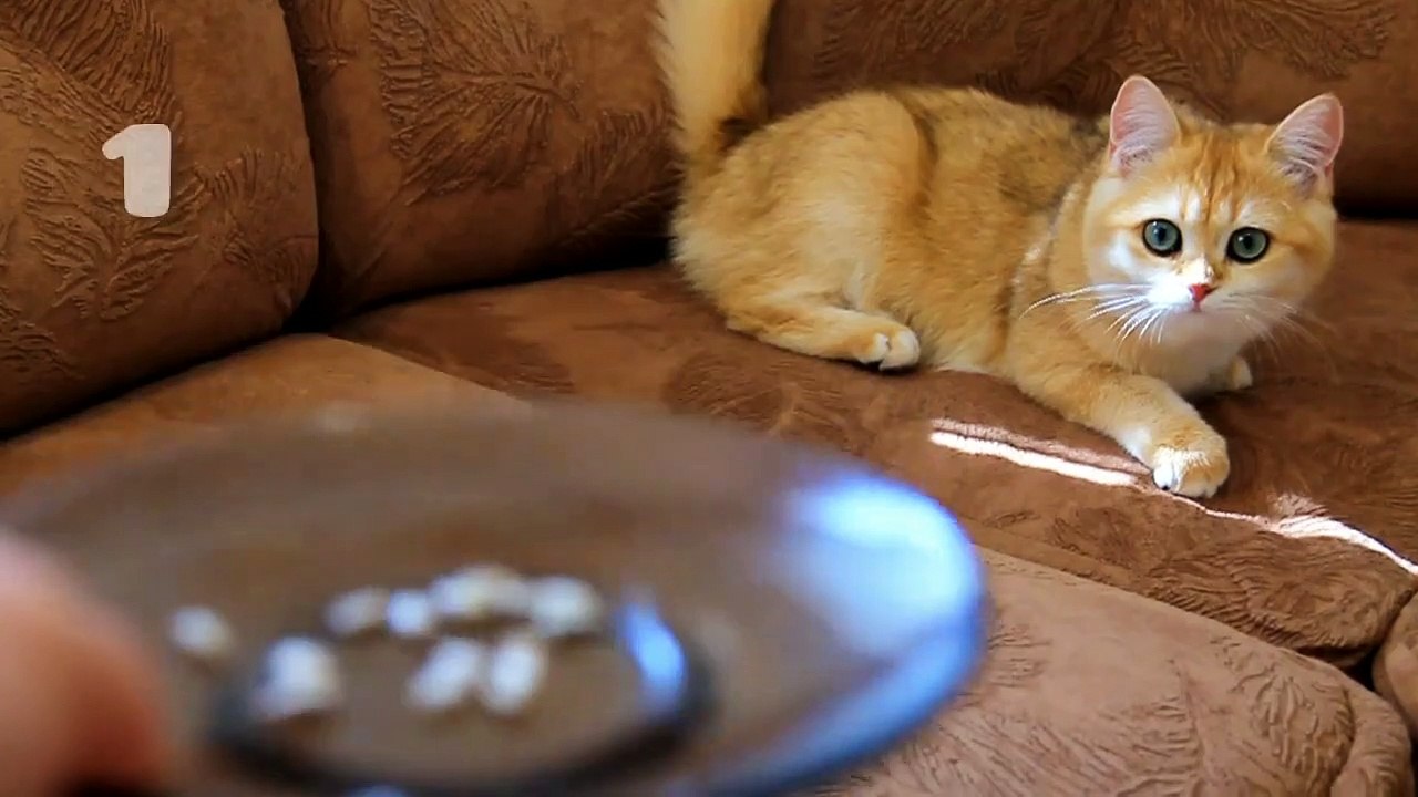 Will cats and kittens eat sunflower seeds_ 0+