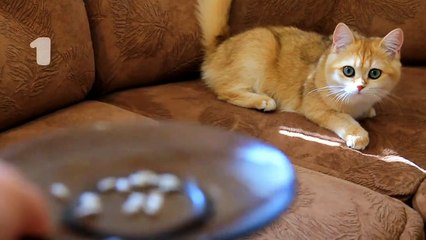 Will cats and kittens eat sunflower seeds_ 0+
