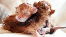 Three Newborn British Shorthair Kittens