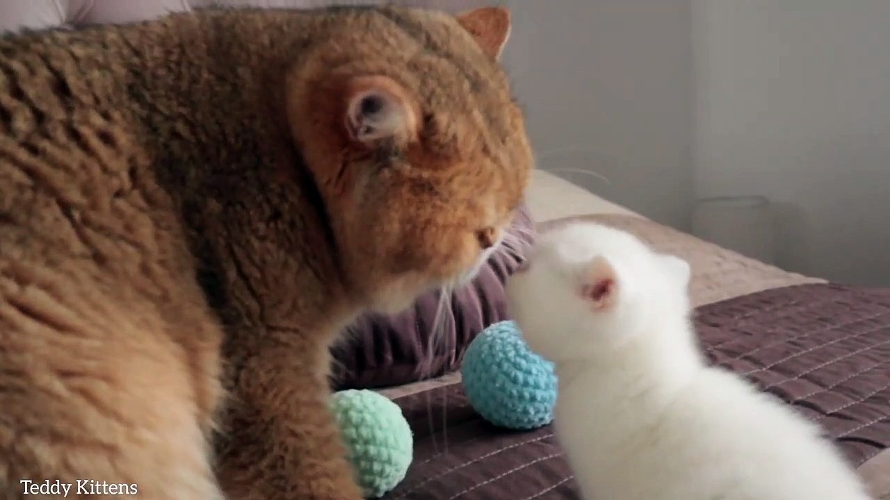 Сat William met his son named Kokos _ So Cute _ British Shorthair