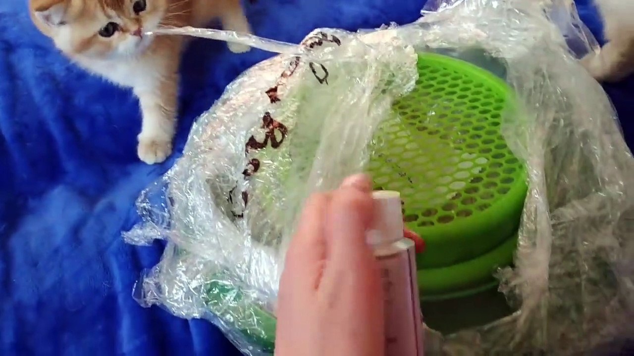 Unpacking Gifts For My Cats and Kittens ❤️ British Shorthair