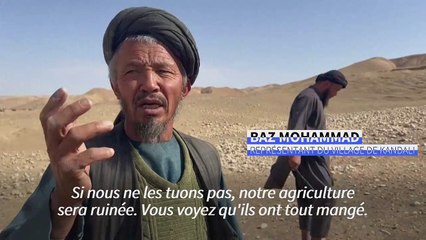 Afghanistan: des paysans démunis face à l'invasion de criquets dans leurs champs