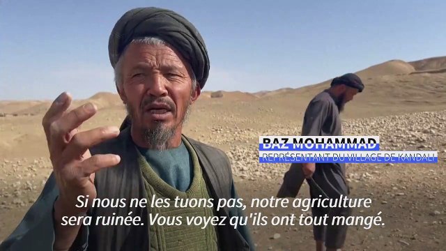 Afghanistan: des paysans démunis face à l'invasion de criquets dans leurs champs