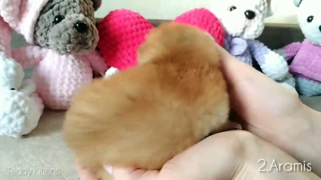 2 Weeks After Birth _ Tiny Kittens Meowing _ Soo Cute