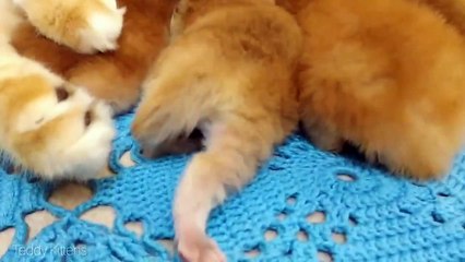 1st week After Birth _ 4 Sweet Boys _ Cute kittens meows