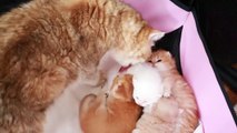 22 days after birth _ Kittens meowing, plays and learn to walk