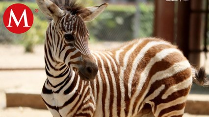 Extreman cuidados en zoológico de Morelia ante altas temperaturas