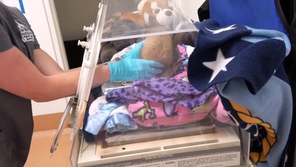 This Red Panda Needs Help Overcoming a Major Obstacle