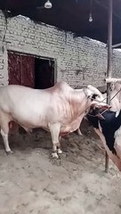 Expensive cows worth millions