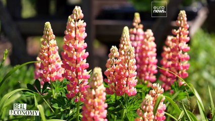 Putting people first: How can Europe grow its social economy?