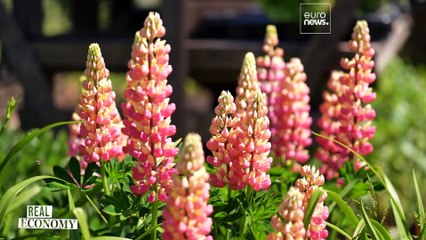 Mettre l'humain au premier plan : comment développer l'économie sociale dans l'UE ?