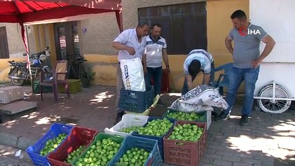 Aydın'da İncir Üretiminde Sinekler Hayati Önem Taşıyor