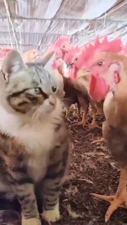 Cat fight with chick