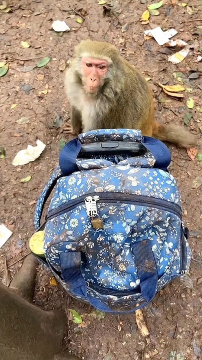 #fyp  I can't drive it right now, haha#monkey#animalworld#pet#fyp