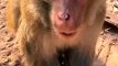 #fyp  Give the Monkey King a massage#monkey#animalworld#pet#fyp