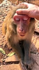 #fyp  Give the Monkey King a massage#monkey#animalworld#pet#fyp