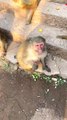 #fyp  impossible to guard against#monkey#animalworld#pet#fyp