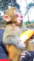 #fyp  Fantastic#monkey#cute#pet#animal#fyp