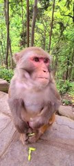 #fyp  How angry is the monkey#monkey#cute#pet#animal#fyp