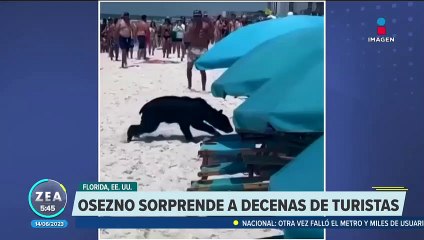 VIDEO: Osezno se refresca en playa de Florida