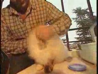 EXPOSITION FELINE PARIS BALTARD CATS