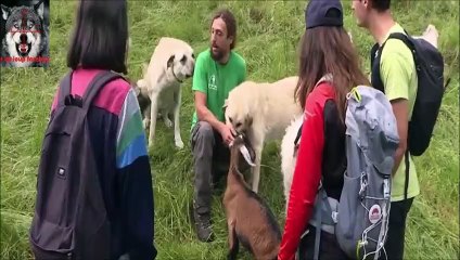 les éleveurs désemparés face aux attaques de loups