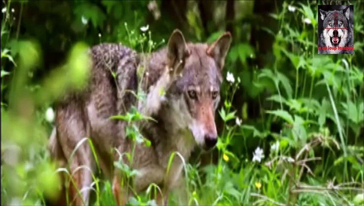 Loi du silence sur le loup